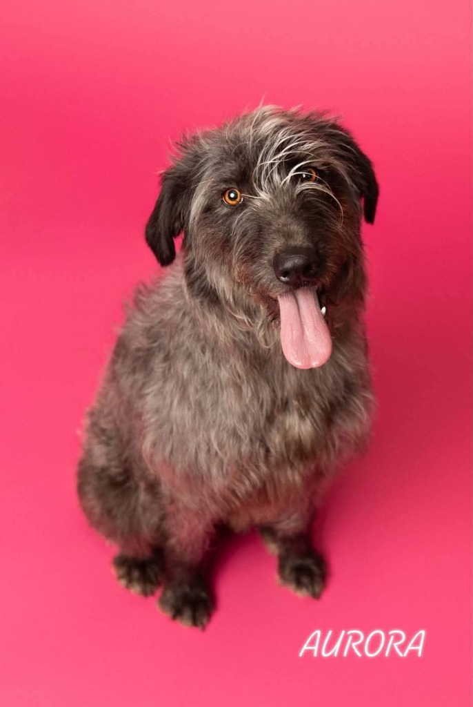 Aurora, an adoptable Mixed Breed in Minot, ND, 58701 | Photo Image 5