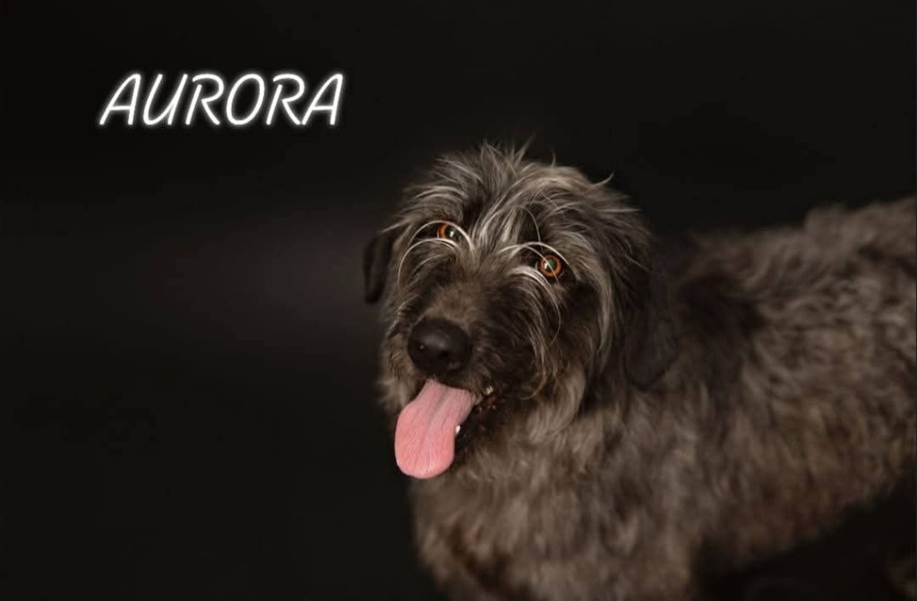 Aurora, an adoptable Mixed Breed in Minot, ND, 58701 | Photo Image 6