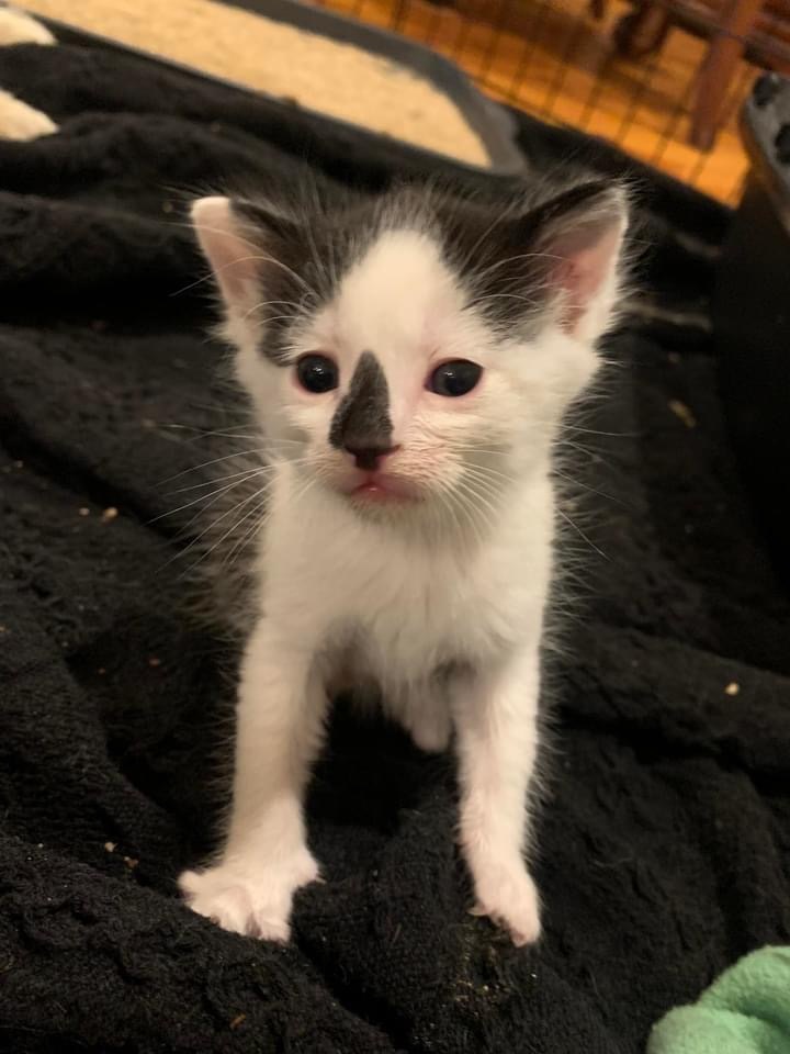 Skully, an adoptable Domestic Short Hair in Batesville, AR, 72501 | Photo Image 1