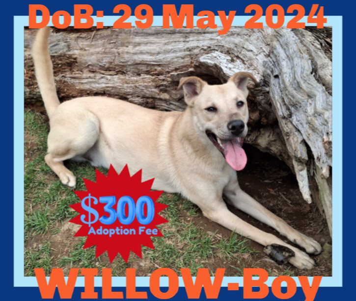 WILLOW-Boy - $300, an adoptable Labrador Retriever in Sebec, ME, 04481 | Photo Image 1