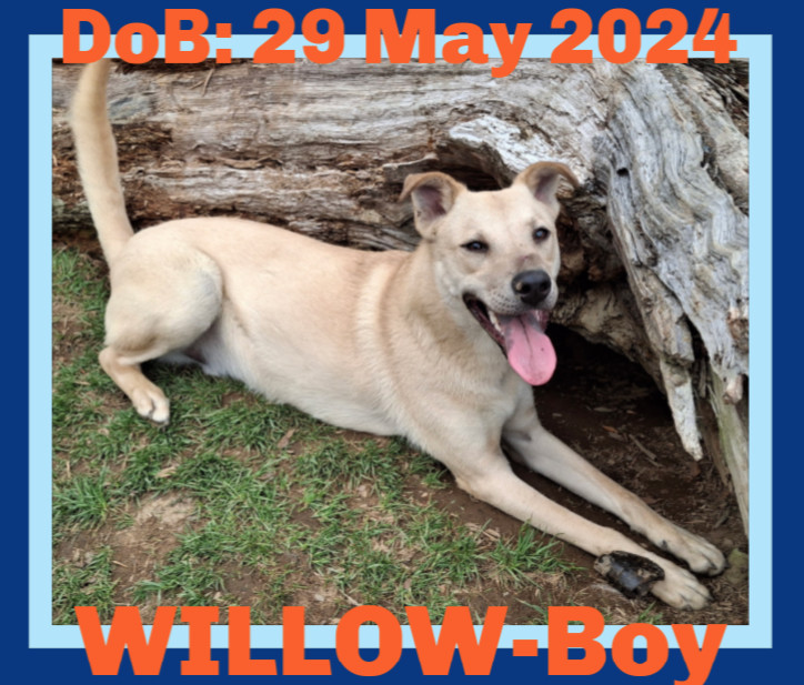 WILLOW-Boy, an adoptable Labrador Retriever, Husky in Sebec, ME, 04481 | Photo Image 1