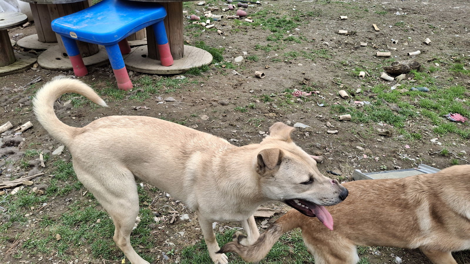 WILLOW-Boy - $300, an adoptable Labrador Retriever in Sebec, ME, 04481 | Photo Image 2