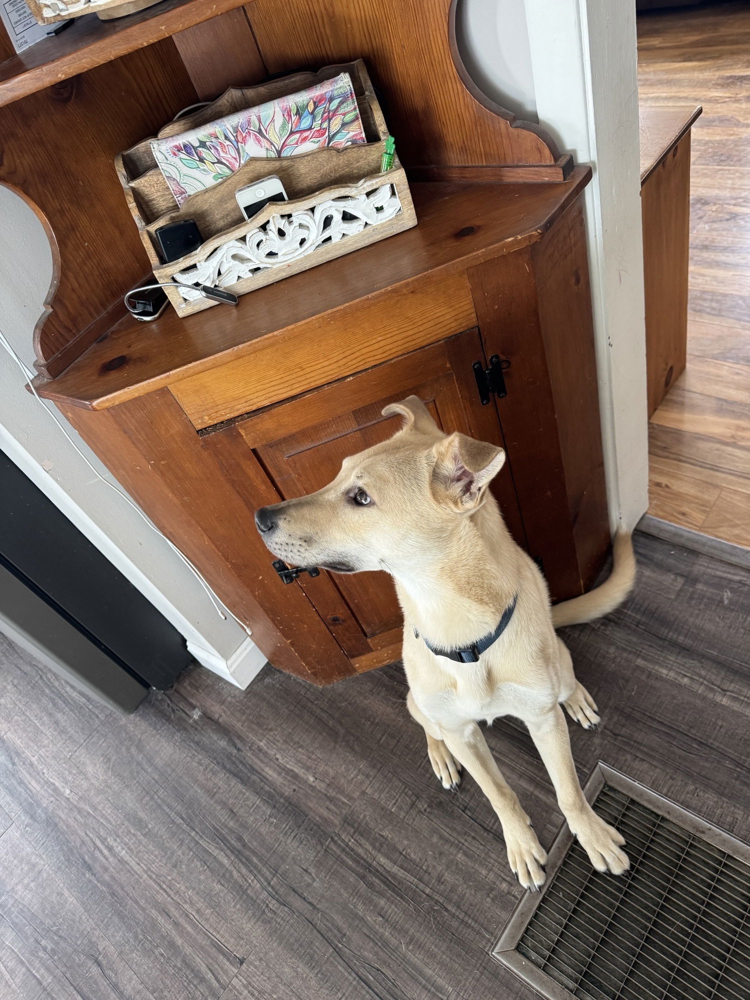 WILLOW-Boy, an adoptable Labrador Retriever in Sebec, ME, 04481 | Photo Image 3
