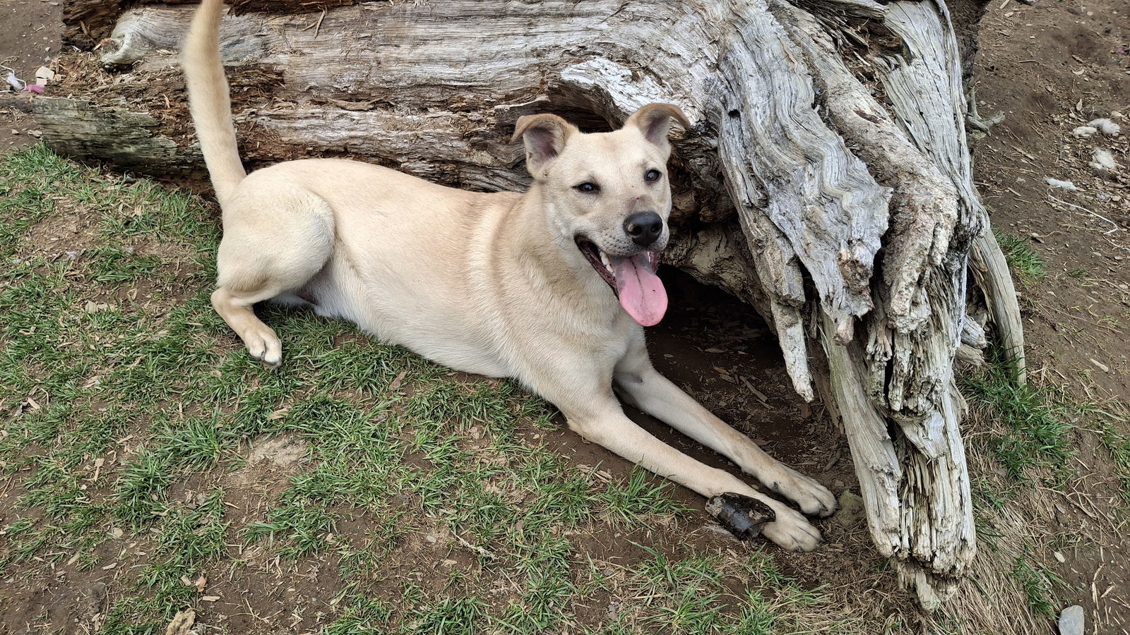WILLOW-Boy - $300, an adoptable Labrador Retriever in Sebec, ME, 04481 | Photo Image 3