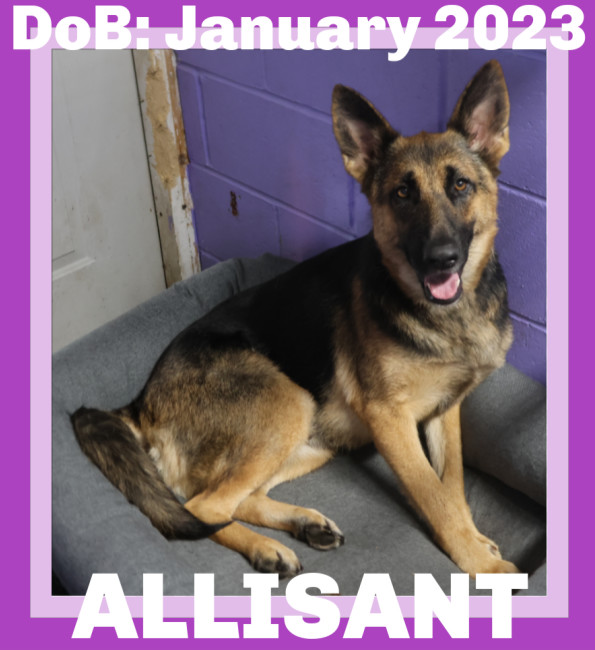 ALLISANT, an adoptable German Shepherd Dog in Sebec, ME, 04481 | Photo Image 1