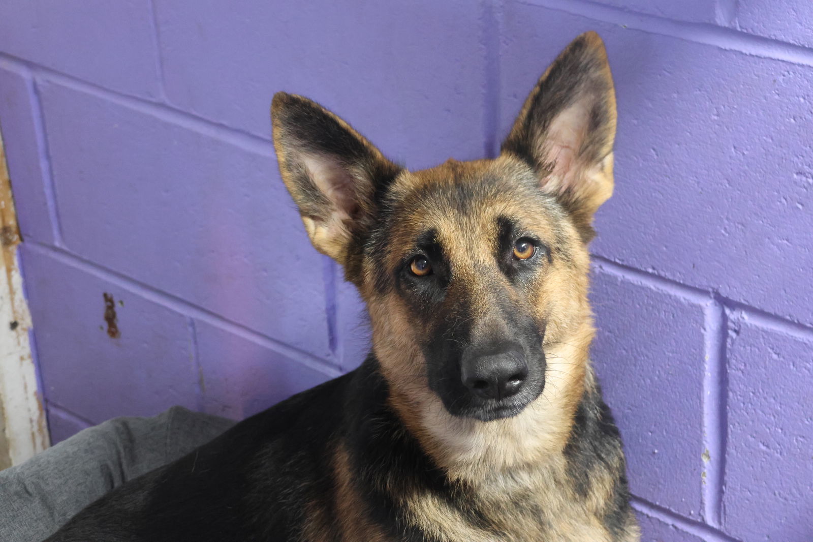 ALLISANT, an adoptable German Shepherd Dog in Sebec, ME, 04481 | Photo Image 2