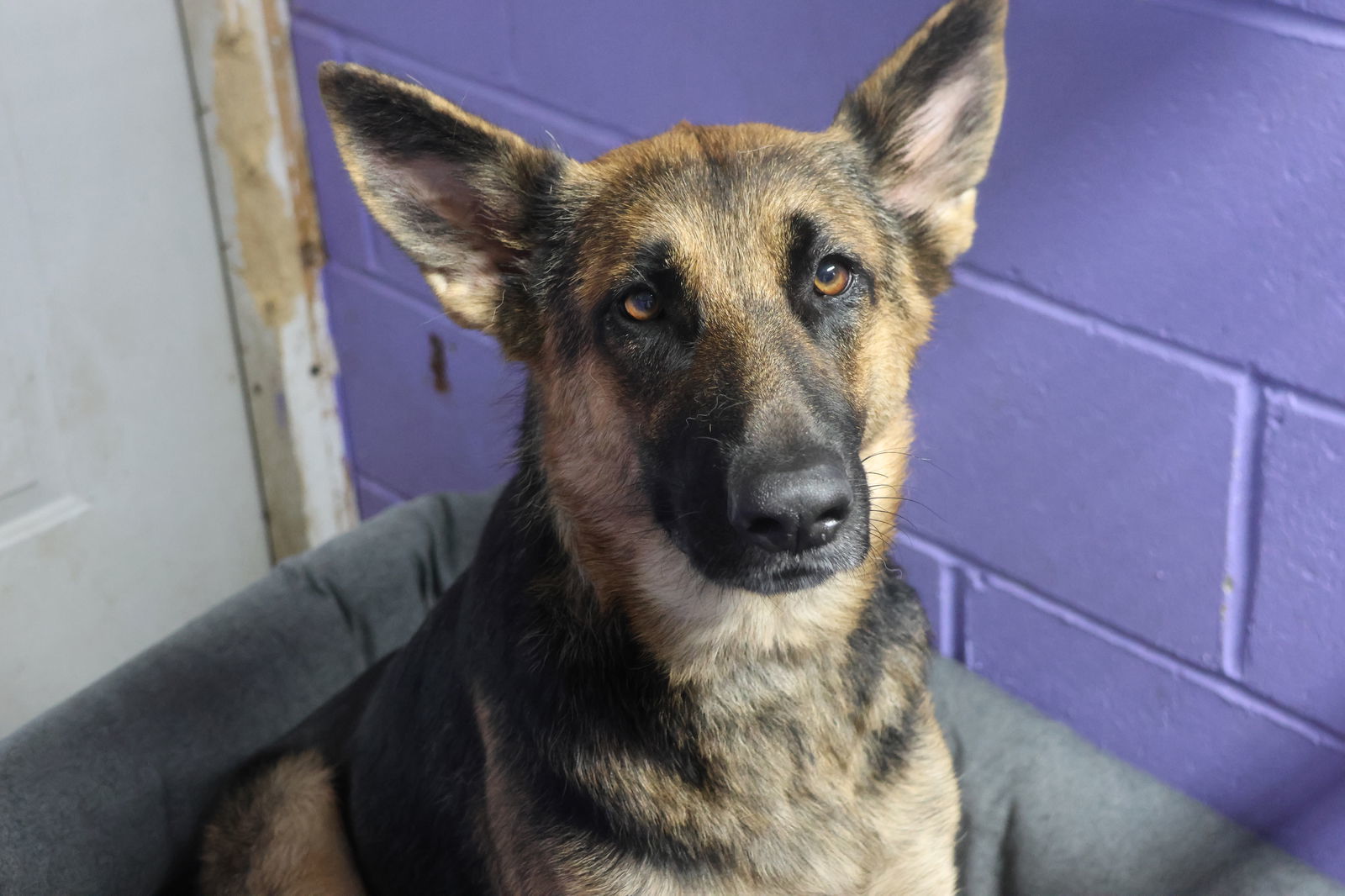 ALLISANT, an adoptable German Shepherd Dog in Sebec, ME, 04481 | Photo Image 3