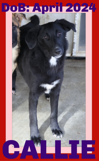 CALLIE, an adoptable German Shepherd Dog, Labrador Retriever in Sebec, ME, 04481 | Photo Image 1