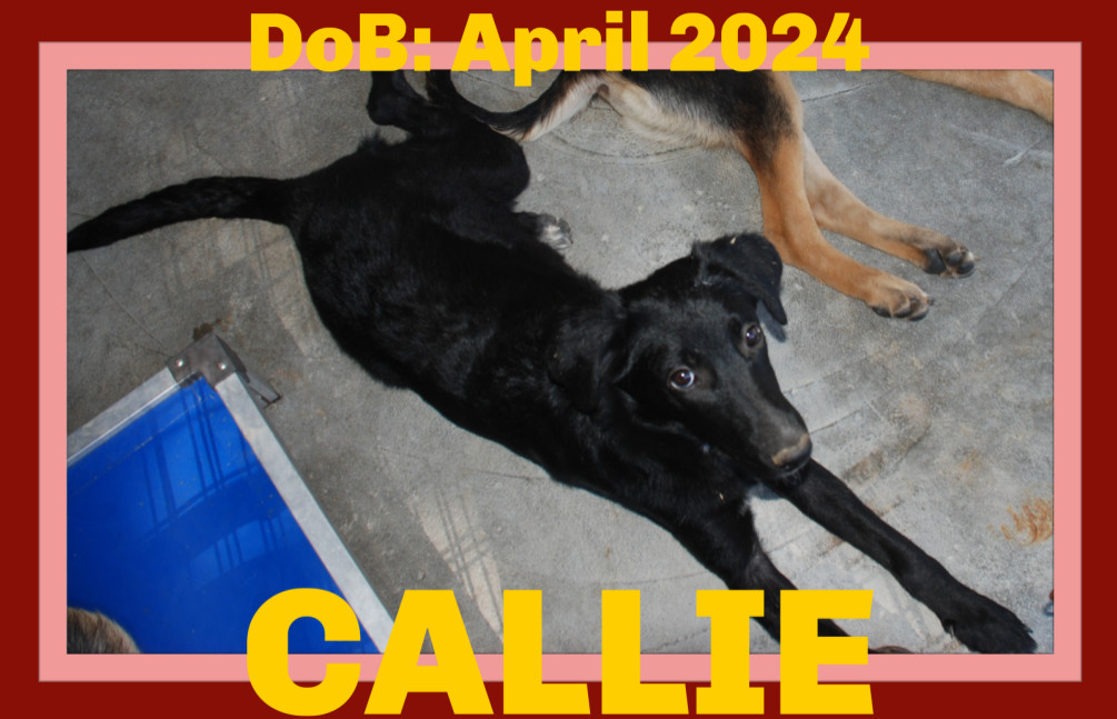 CALLIE, an adoptable German Shepherd Dog, Labrador Retriever in Sebec, ME, 04481 | Photo Image 2