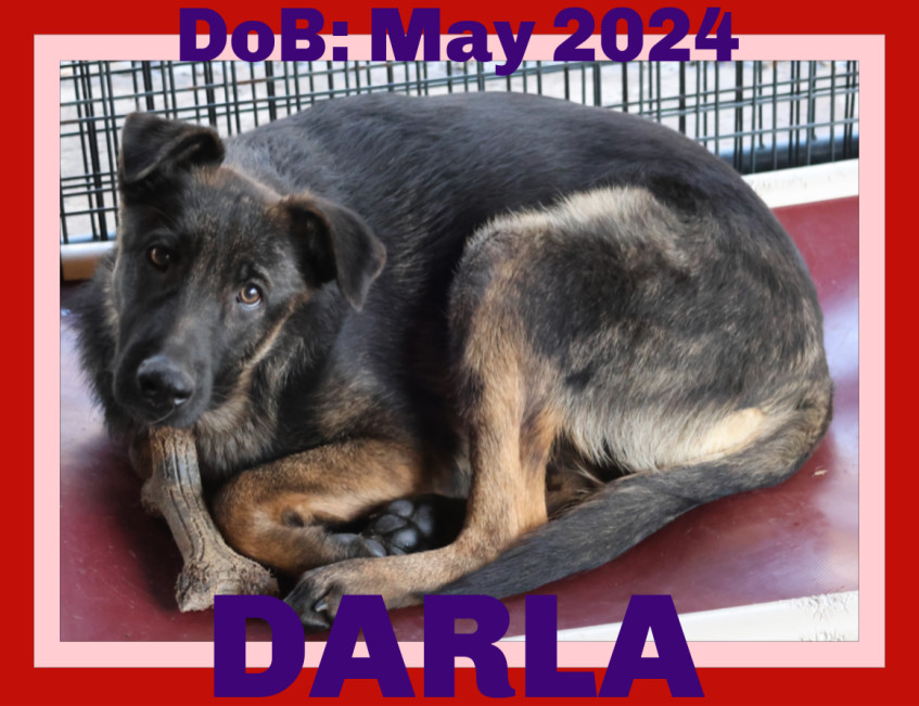 DARLA, an adoptable German Shepherd Dog in Sebec, ME, 04481 | Photo Image 1