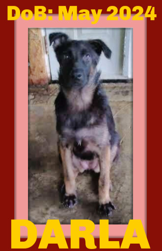 DARLA, an adoptable German Shepherd Dog in Sebec, ME, 04481 | Photo Image 2