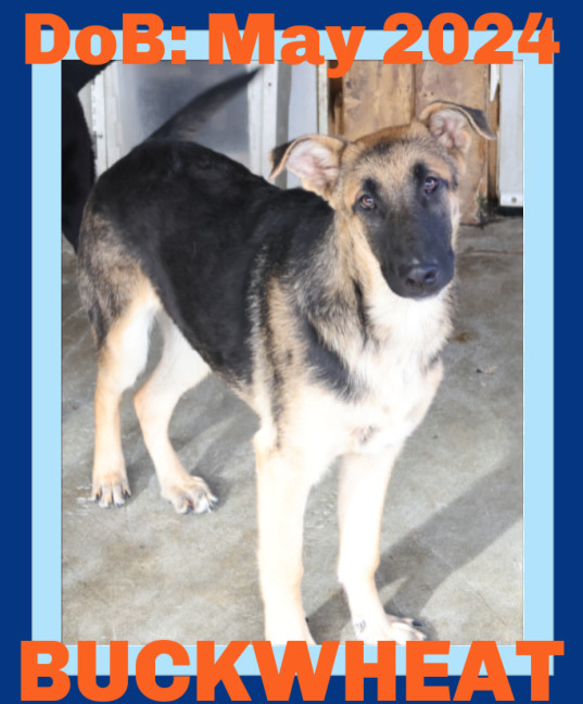 BUCKWHEAT, an adoptable German Shepherd Dog in Sebec, ME, 04481 | Photo Image 1