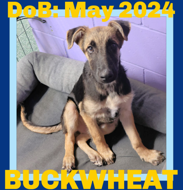 BUCKWHEAT, an adoptable German Shepherd Dog in Sebec, ME, 04481 | Photo Image 3