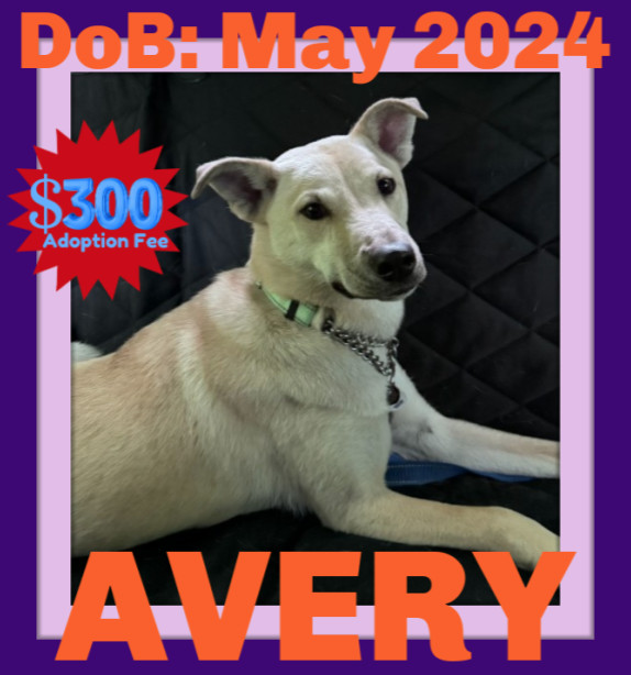 AVERY - $300, an adoptable Labrador Retriever in Sebec, ME, 04481 | Photo Image 1