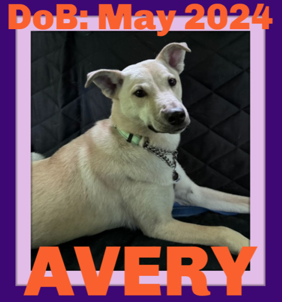 AVERY, an adoptable Labrador Retriever in Sebec, ME, 04481 | Photo Image 1