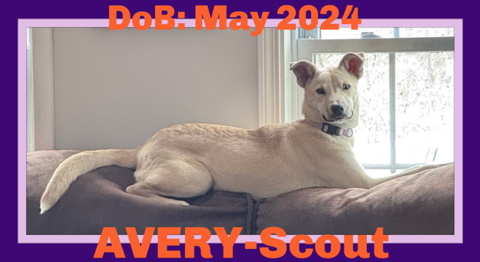 AVERY, an adoptable Labrador Retriever in Sebec, ME, 04481 | Photo Image 2