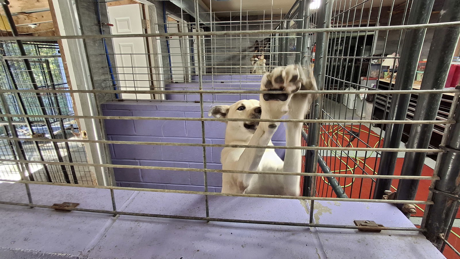 AVERY - $350, an adoptable Labrador Retriever in Sebec, ME, 04481 | Photo Image 2