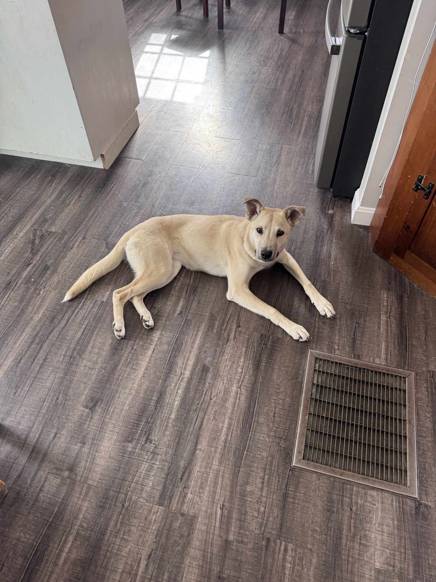 AVERY, an adoptable Labrador Retriever in Sebec, ME, 04481 | Photo Image 3