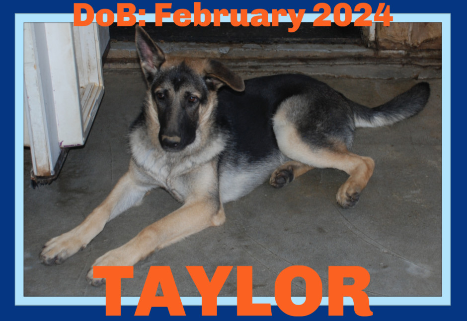 TAYLOR, an adoptable German Shepherd Dog in Sebec, ME, 04481 | Photo Image 1