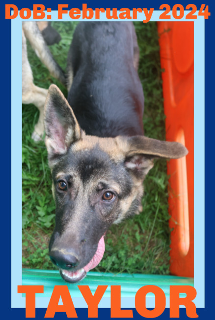 TAYLOR, an adoptable German Shepherd Dog in Sebec, ME, 04481 | Photo Image 2