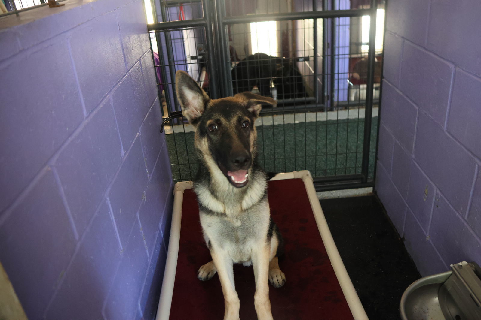 TAYLOR, an adoptable German Shepherd Dog in Sebec, ME, 04481 | Photo Image 3