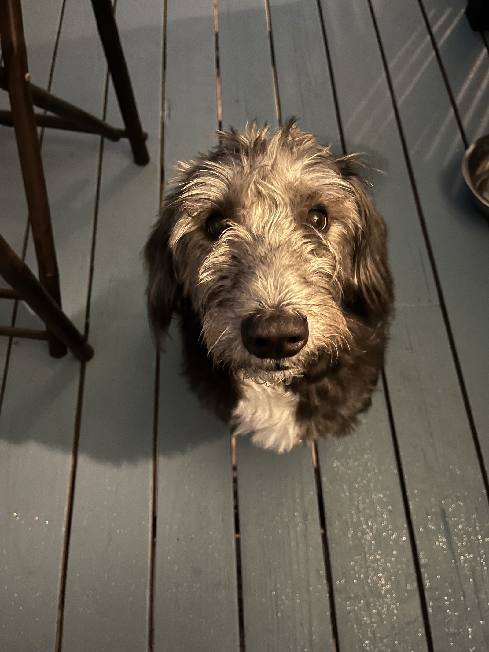 Biscuit, an adoptable Labrador Retriever, Schnauzer in Woodland, CA, 95776 | Photo Image 1