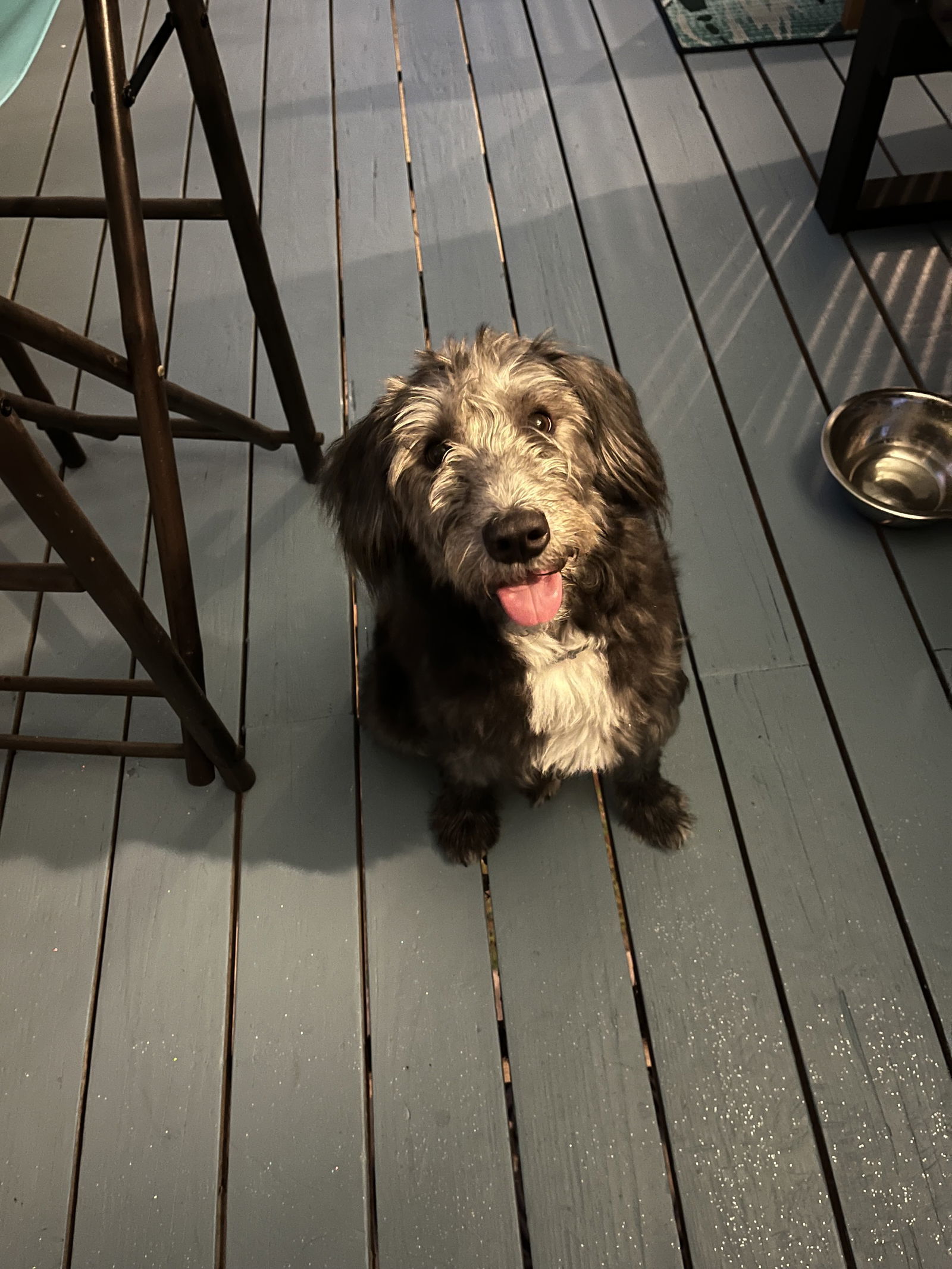 Biscuit, an adoptable Labrador Retriever, Schnauzer in Woodland, CA, 95776 | Photo Image 2