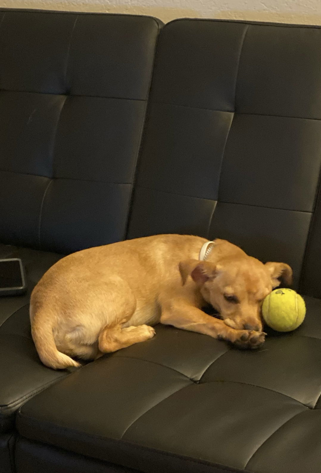 Cash, an adoptable Chihuahua, Pekingese in Woodland, CA, 95776 | Photo Image 1