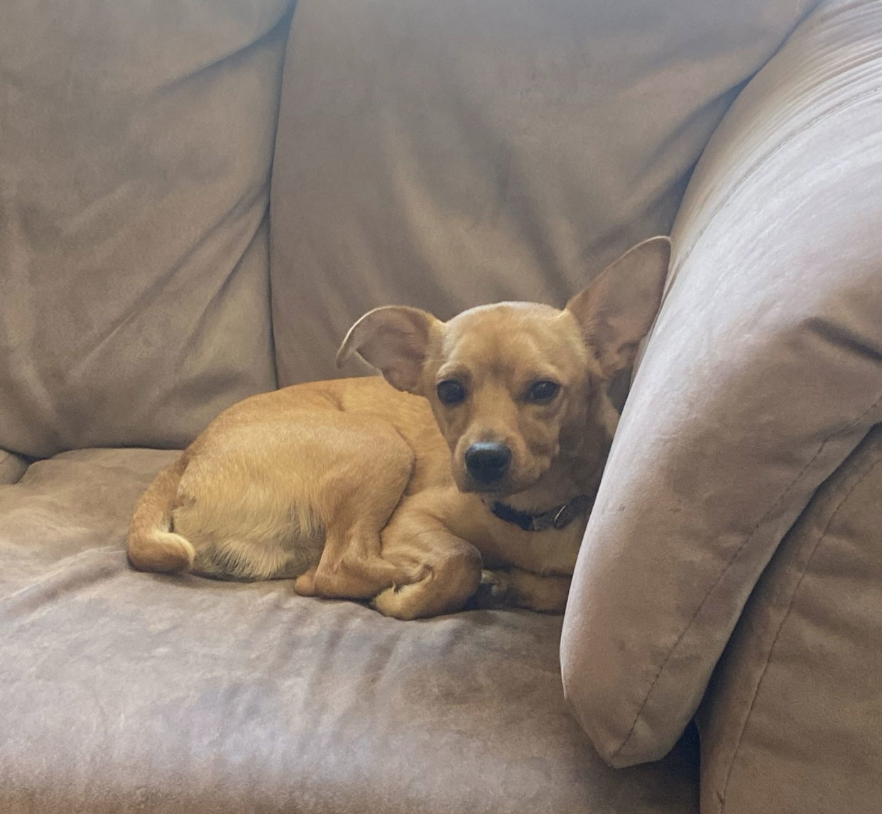 Cash, an adoptable Chihuahua, Pekingese in Woodland, CA, 95776 | Photo Image 3