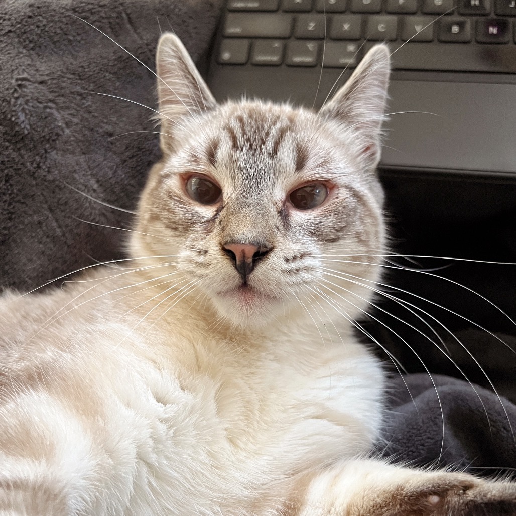 MARSHAL, an adoptable Domestic Short Hair in San Antonio, TX, 78212 | Photo Image 1