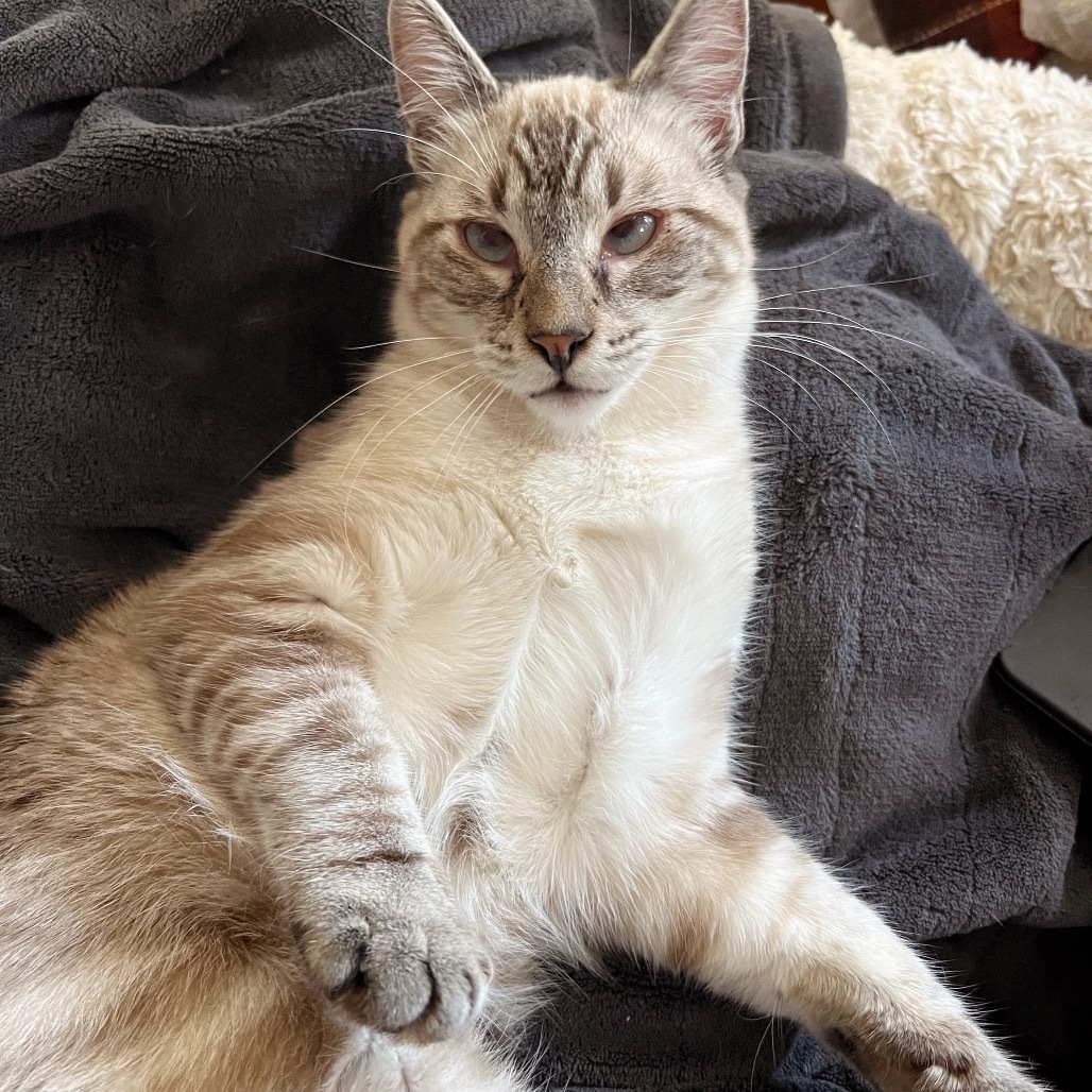 MARSHAL, an adoptable Domestic Short Hair in San Antonio, TX, 78212 | Photo Image 4