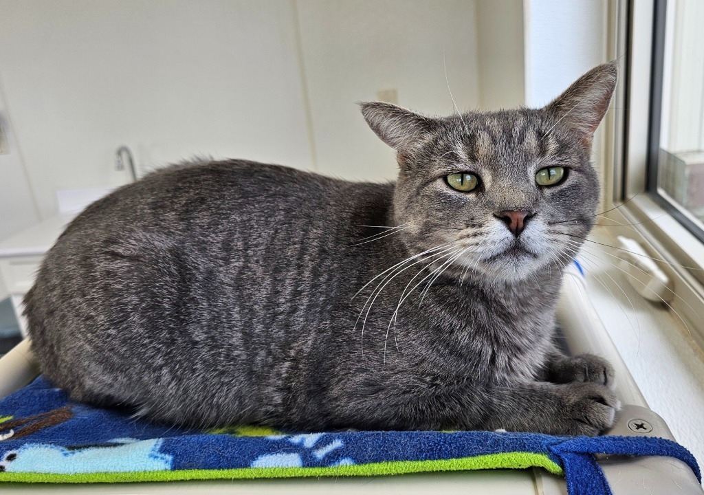 Benny, an adoptable Domestic Short Hair in Redwood Falls, MN, 56283 | Photo Image 1