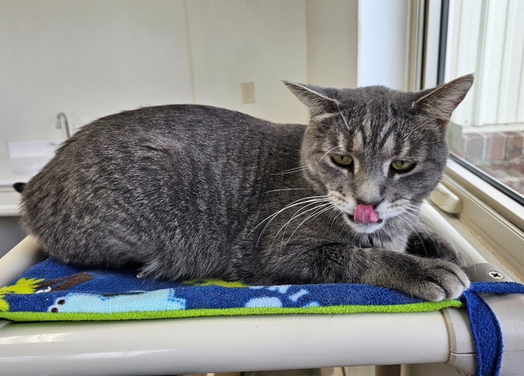 Benny, an adoptable Domestic Short Hair in Redwood Falls, MN, 56283 | Photo Image 2