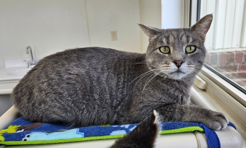 Benny, an adoptable Domestic Short Hair in Redwood Falls, MN, 56283 | Photo Image 3