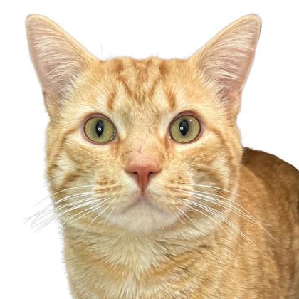 Rusty, an adoptable Domestic Short Hair in Reno, NV, 89512 | Photo Image 1