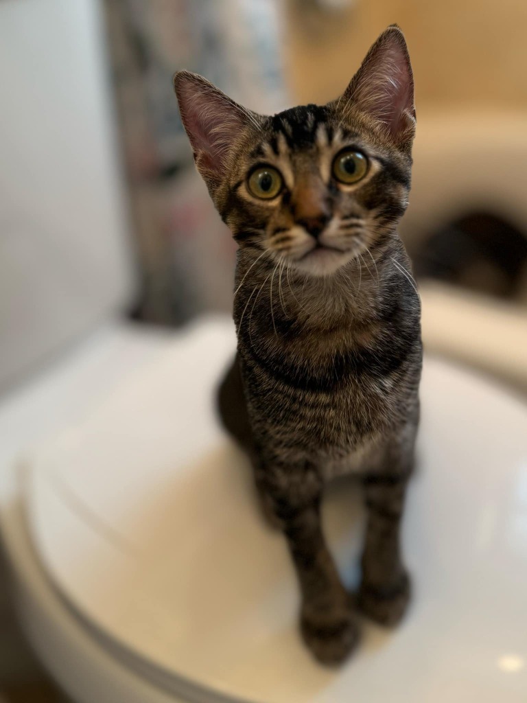 Tango
