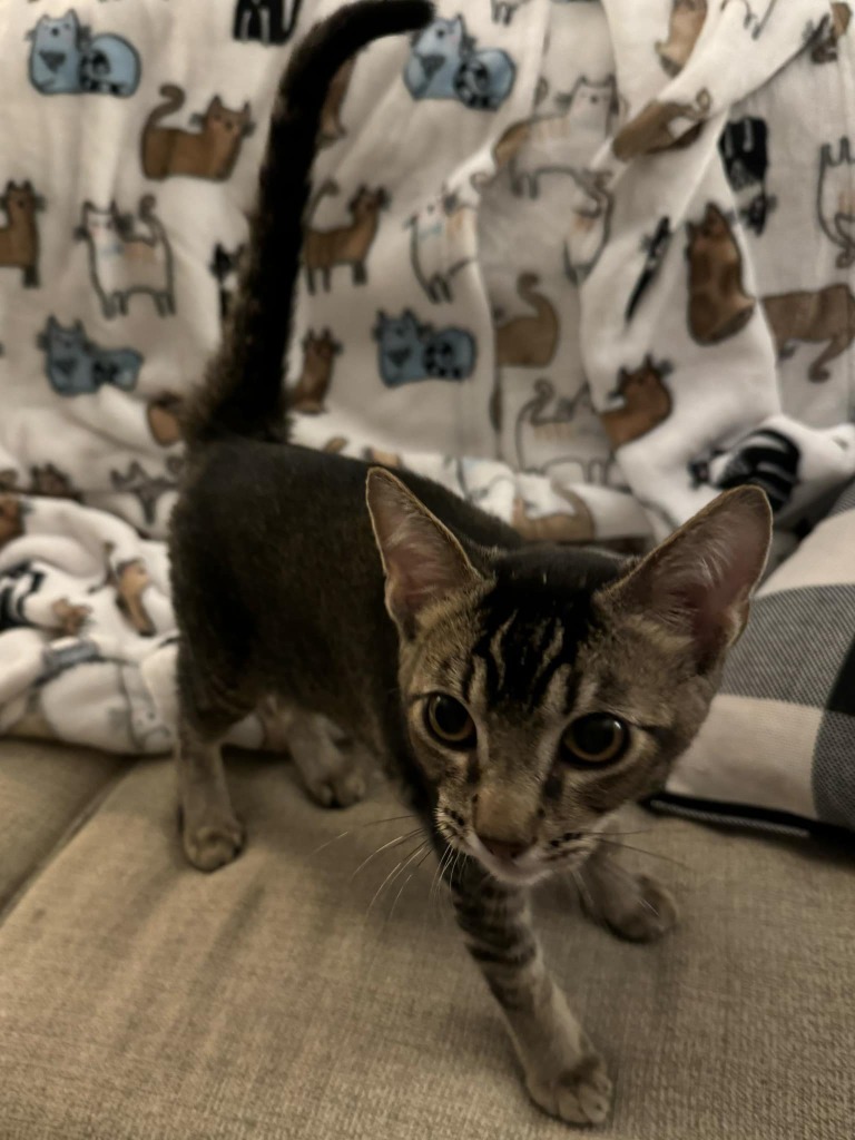 Tango