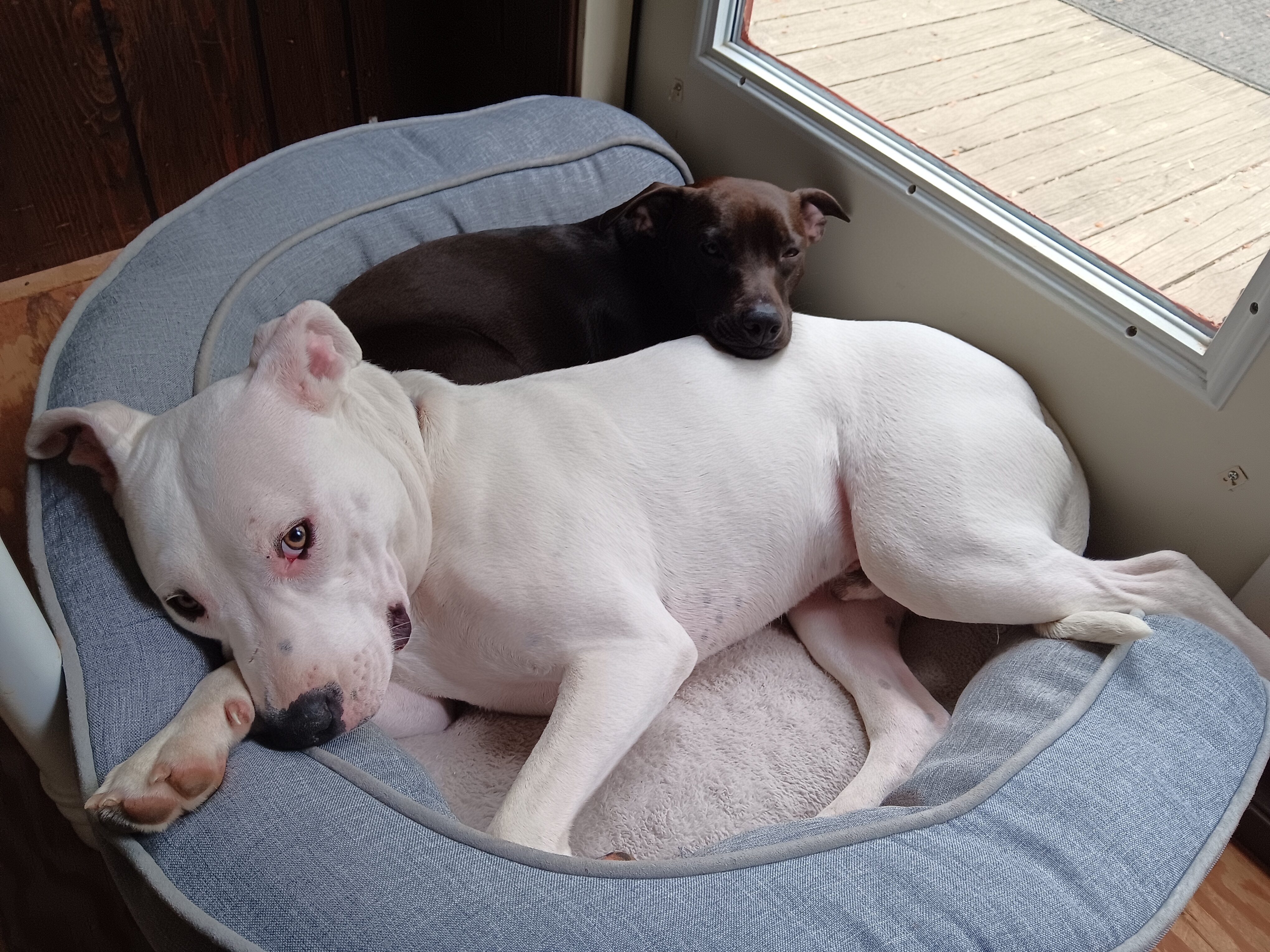 Opie