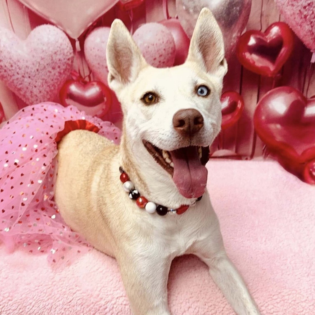 Hazel, an adoptable Husky, Pit Bull Terrier in Wichita, KS, 67278 | Photo Image 1