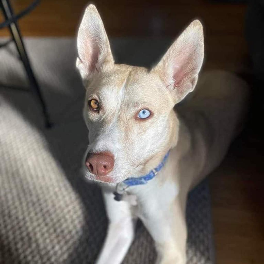 Hazel, an adoptable Husky, Pit Bull Terrier in Wichita, KS, 67278 | Photo Image 2