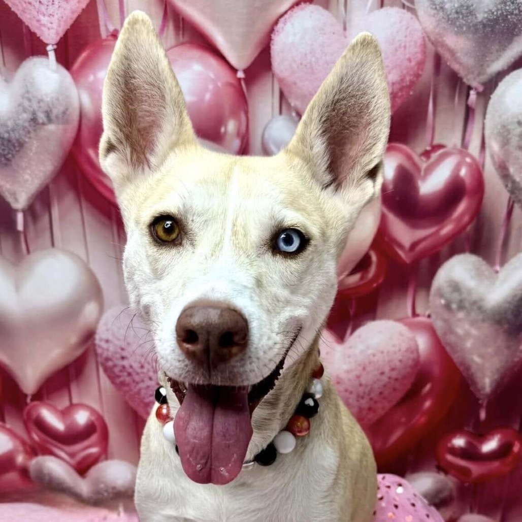 Hazel, an adoptable Husky, Pit Bull Terrier in Wichita, KS, 67278 | Photo Image 3