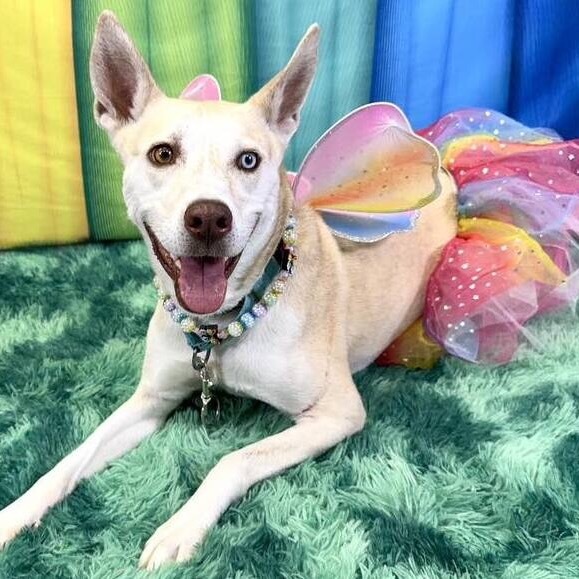Hazel, an adoptable Husky, Pit Bull Terrier in Wichita, KS, 67278 | Photo Image 4