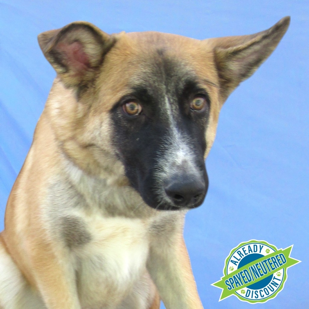 Norman, an adoptable Mixed Breed in Las Cruces, NM, 88012 | Photo Image 1