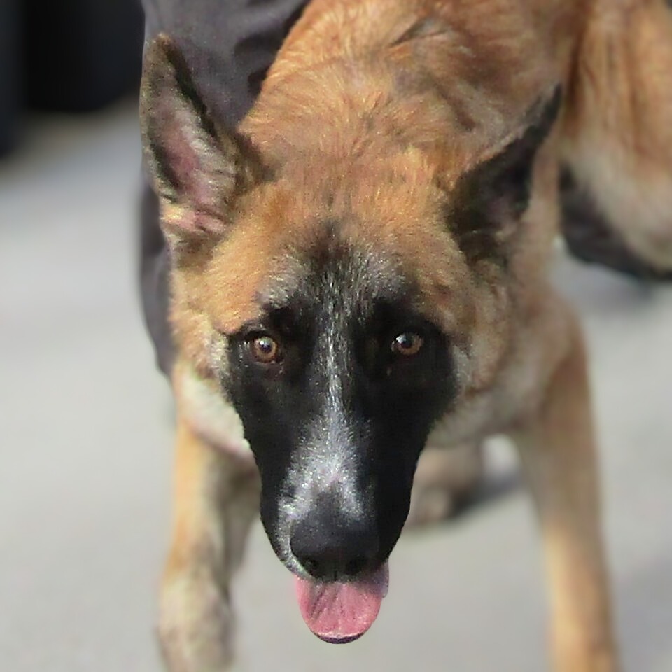 Norman, an adoptable Mixed Breed in Las Cruces, NM, 88012 | Photo Image 1