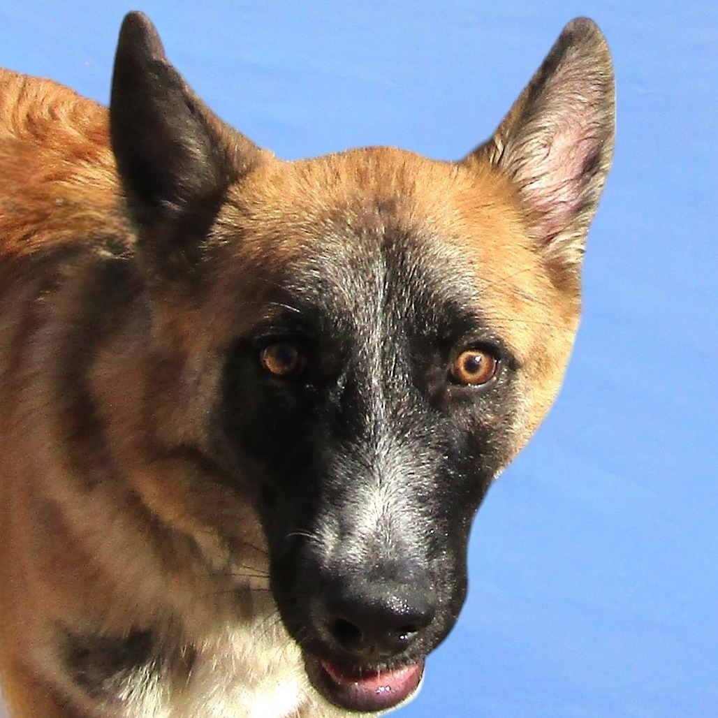 Norman, an adoptable Mixed Breed in Las Cruces, NM, 88012 | Photo Image 1