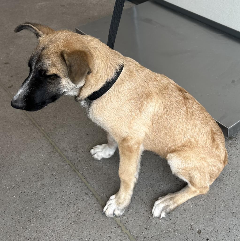 Norman, an adoptable Mixed Breed in Las Cruces, NM, 88012 | Photo Image 3