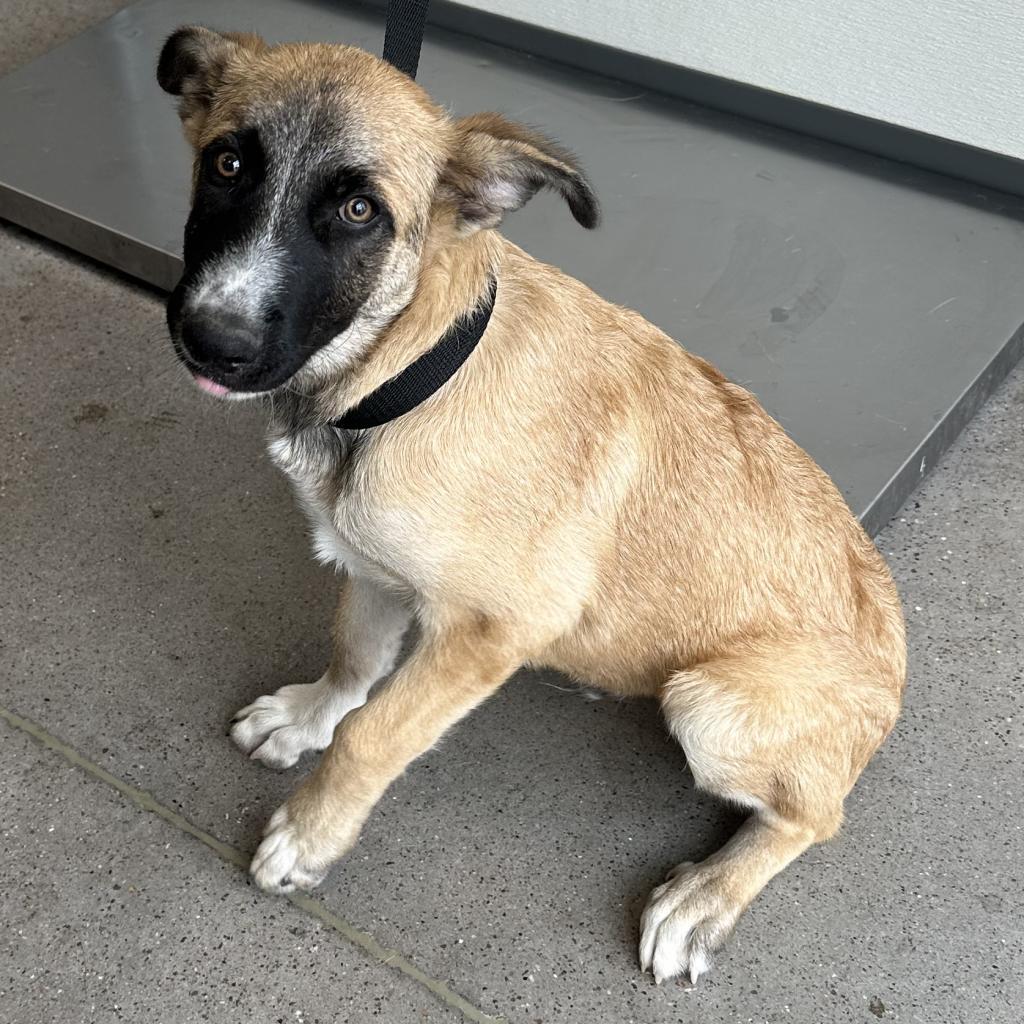 Norman, an adoptable Mixed Breed in Las Cruces, NM, 88012 | Photo Image 4