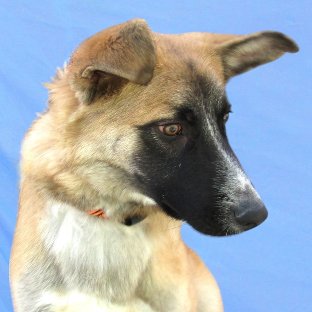 Norman, an adoptable Mixed Breed in Las Cruces, NM, 88012 | Photo Image 5