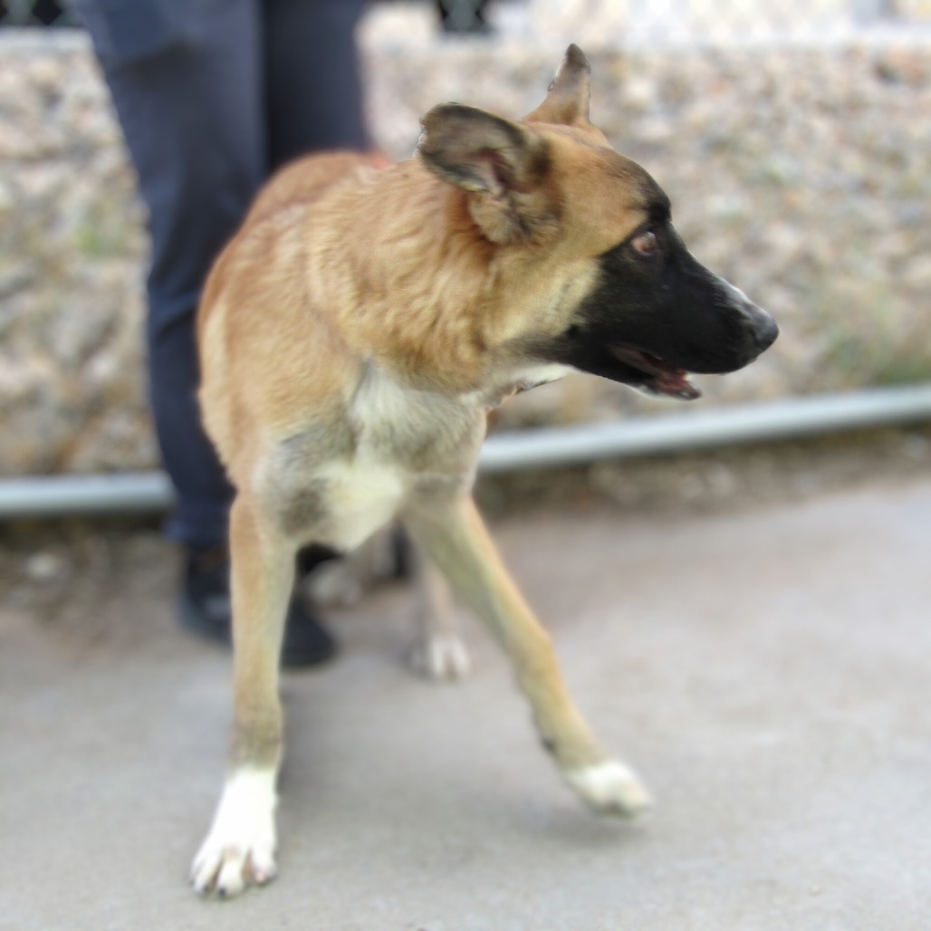 Norman, an adoptable Mixed Breed in Las Cruces, NM, 88012 | Photo Image 6