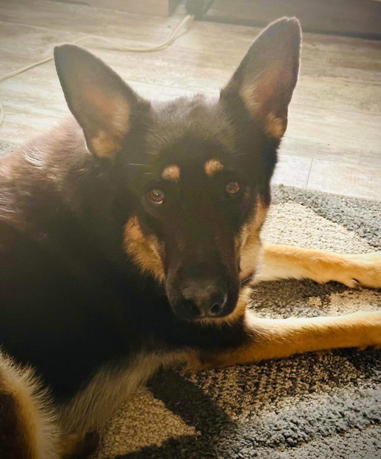 Bailey, an adoptable German Shepherd Dog in Polson, MT, 59860 | Photo Image 1